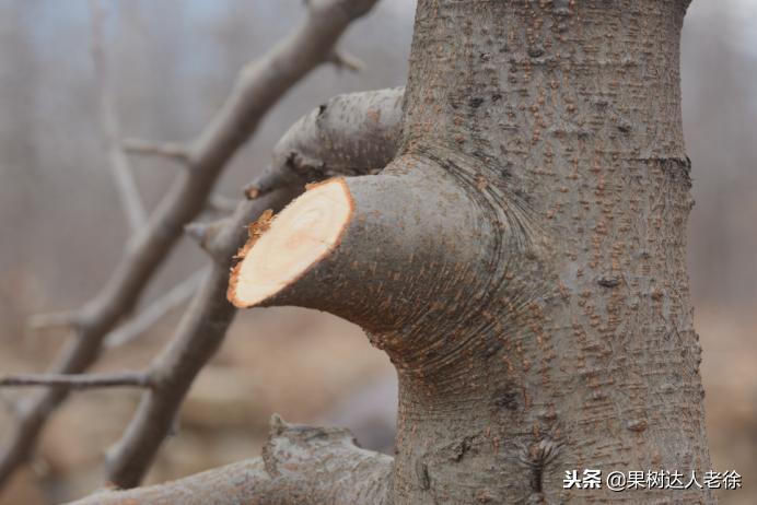 果树整形修剪技术,苹果树整形修剪基础知识