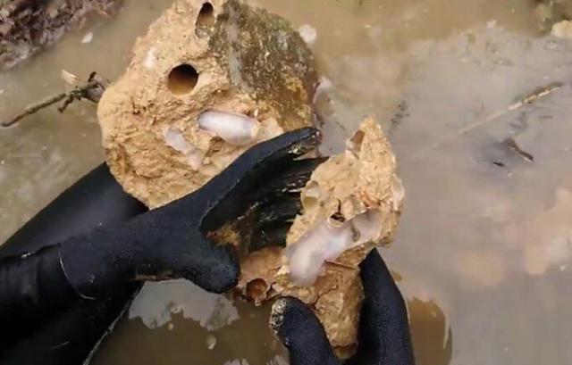 不经意间便能颠覆海洋战争的局势,船蛆小小身体却有大能量