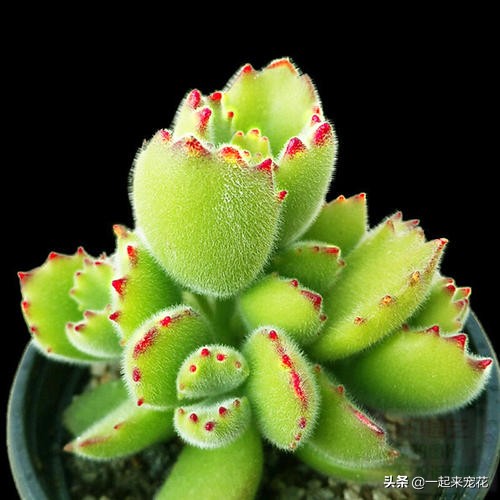 熊童子浇了水叶子干瘪怎么办,熊童子叶片干瘪变软怎么回事