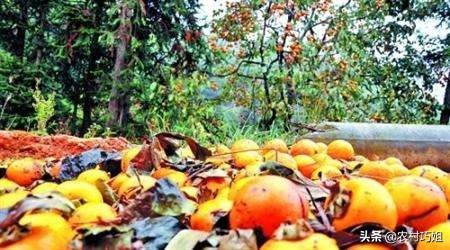 盆栽柿子树落果怎么办,柿子树落果怎么防治