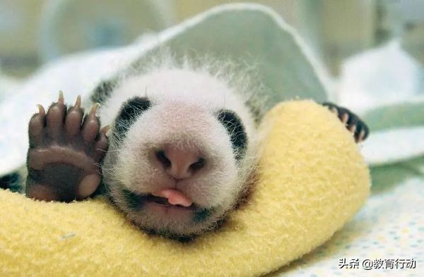 人为什么有5根手指,人类为什么有6根手指