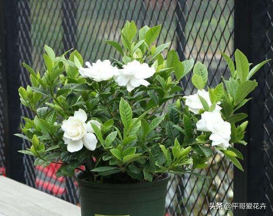 养花养根药片磨碎用上根系呼呼长,用什么药水可以让植物爆根