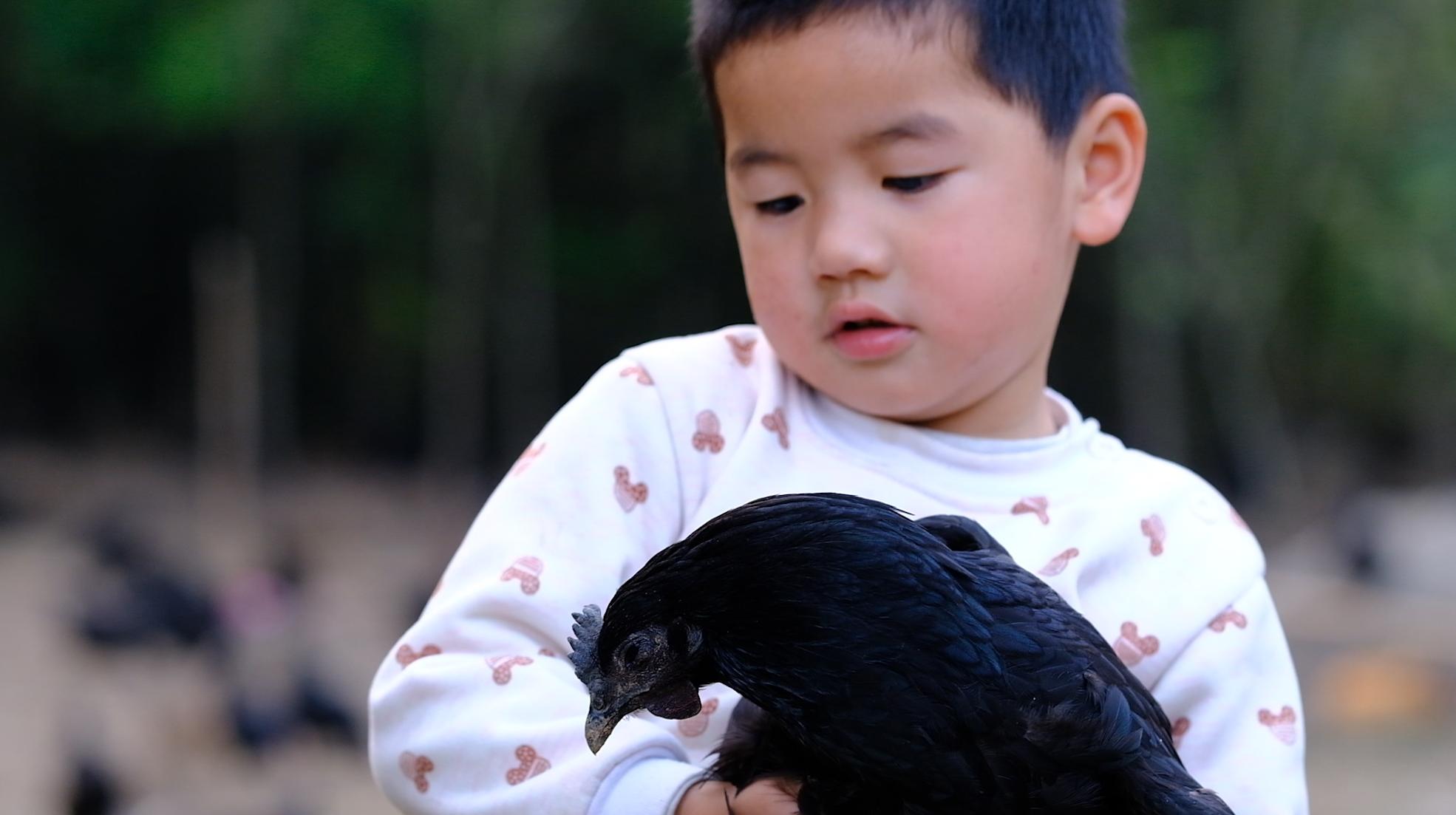 全身皮毛都是黑色的,长得像鸟一样的鸡,一年能卖8000多只