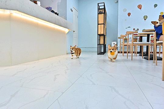 吸屁屁,短腿大耳肉嘟嘟,这家店进去就出不来了…