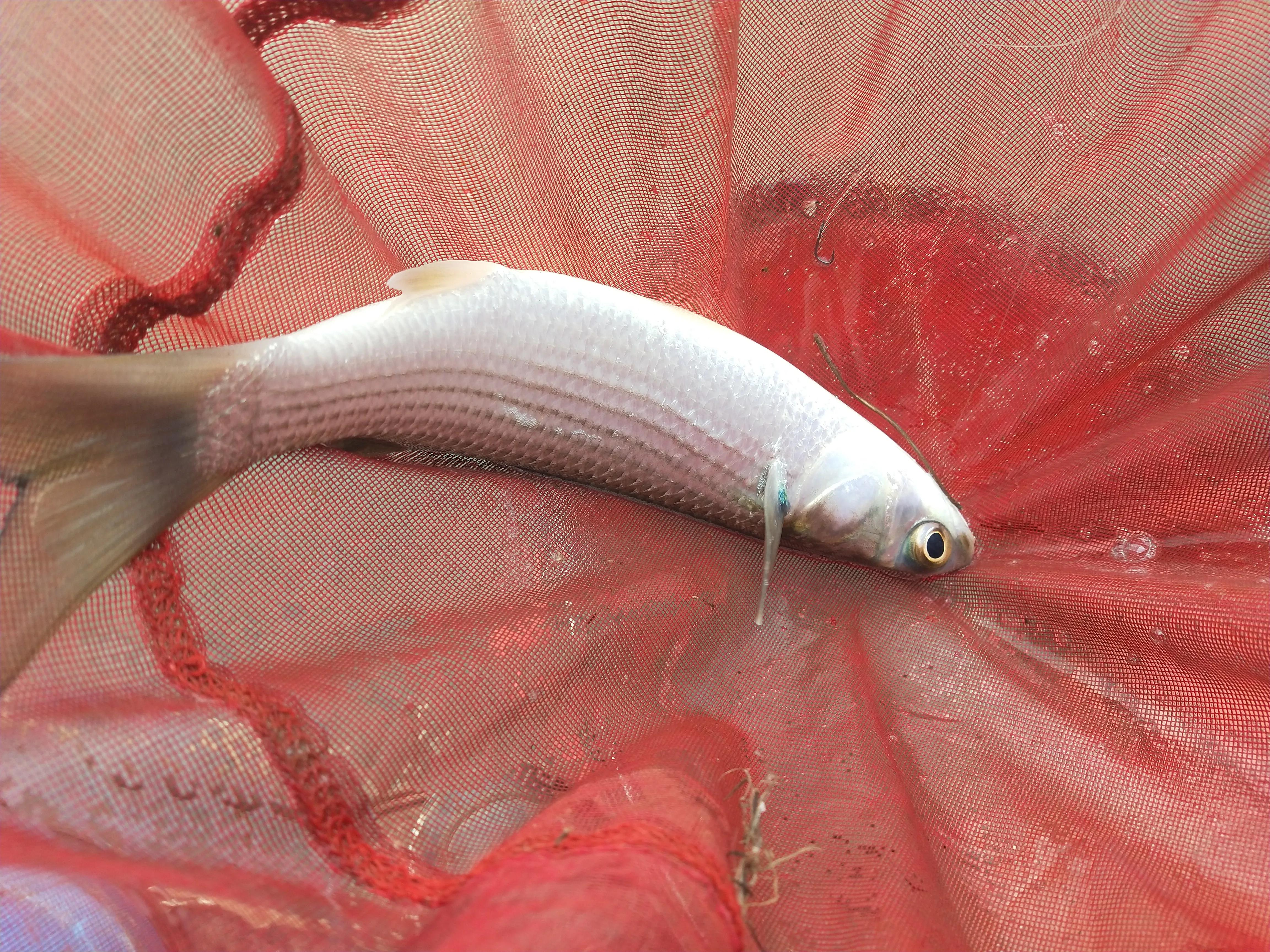 自制冷冻饵野钓效果,自己做大罗非专用饵