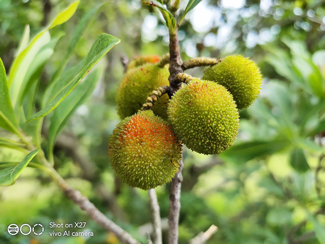 vivox27蓝绿渐变,vivox27测评印象夏日