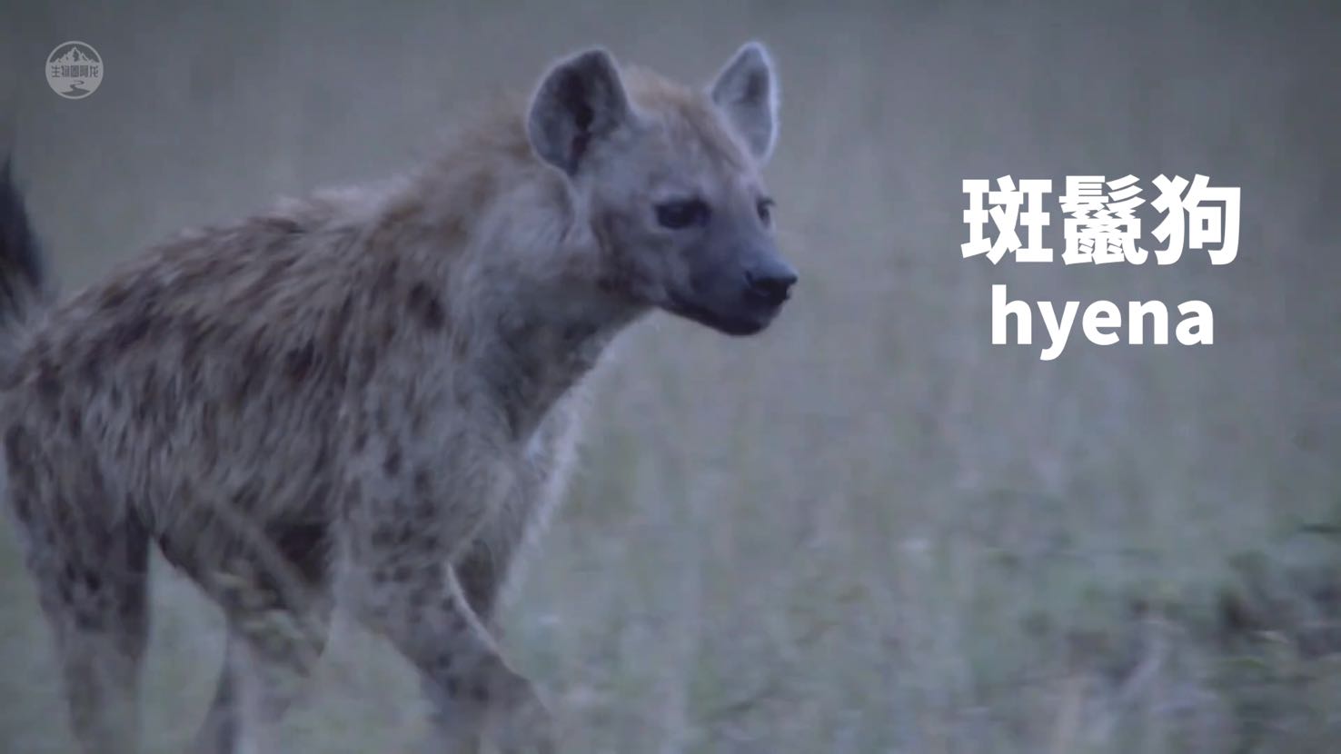 猎豹捕食的时候速度多少,猎豹捕食时的样子