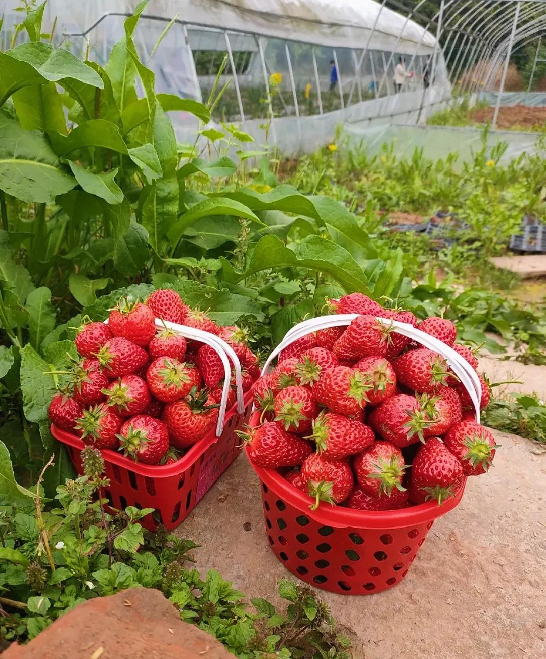重庆大学城摘草莓的地方,重庆璧山摘草莓的地方推荐