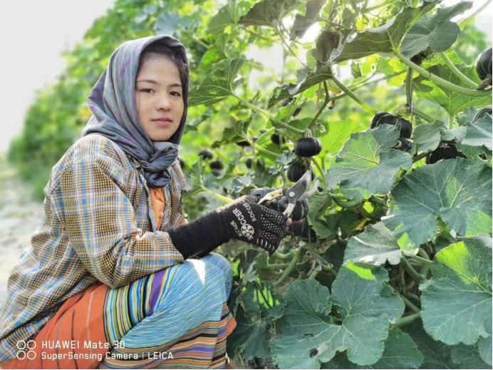 进口贝贝南瓜和国产贝贝的区别,贝贝南瓜的鉴定方法