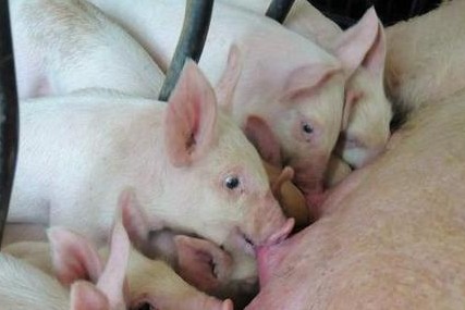 母猪无乳如何喂养仔猪,养猪技术母猪产后无奶怎么办