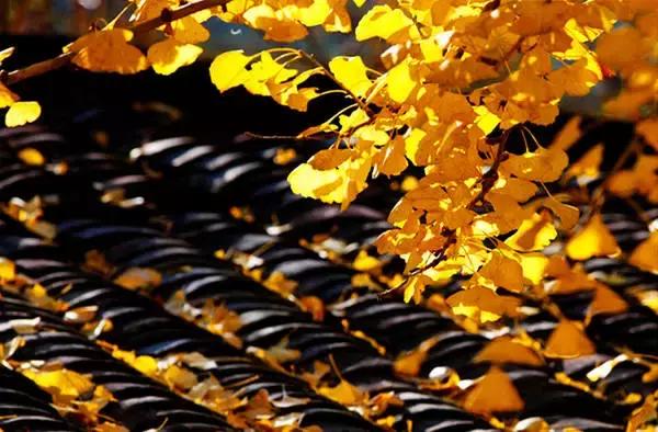 南雄最美银杏,广东美丽的银杏图片