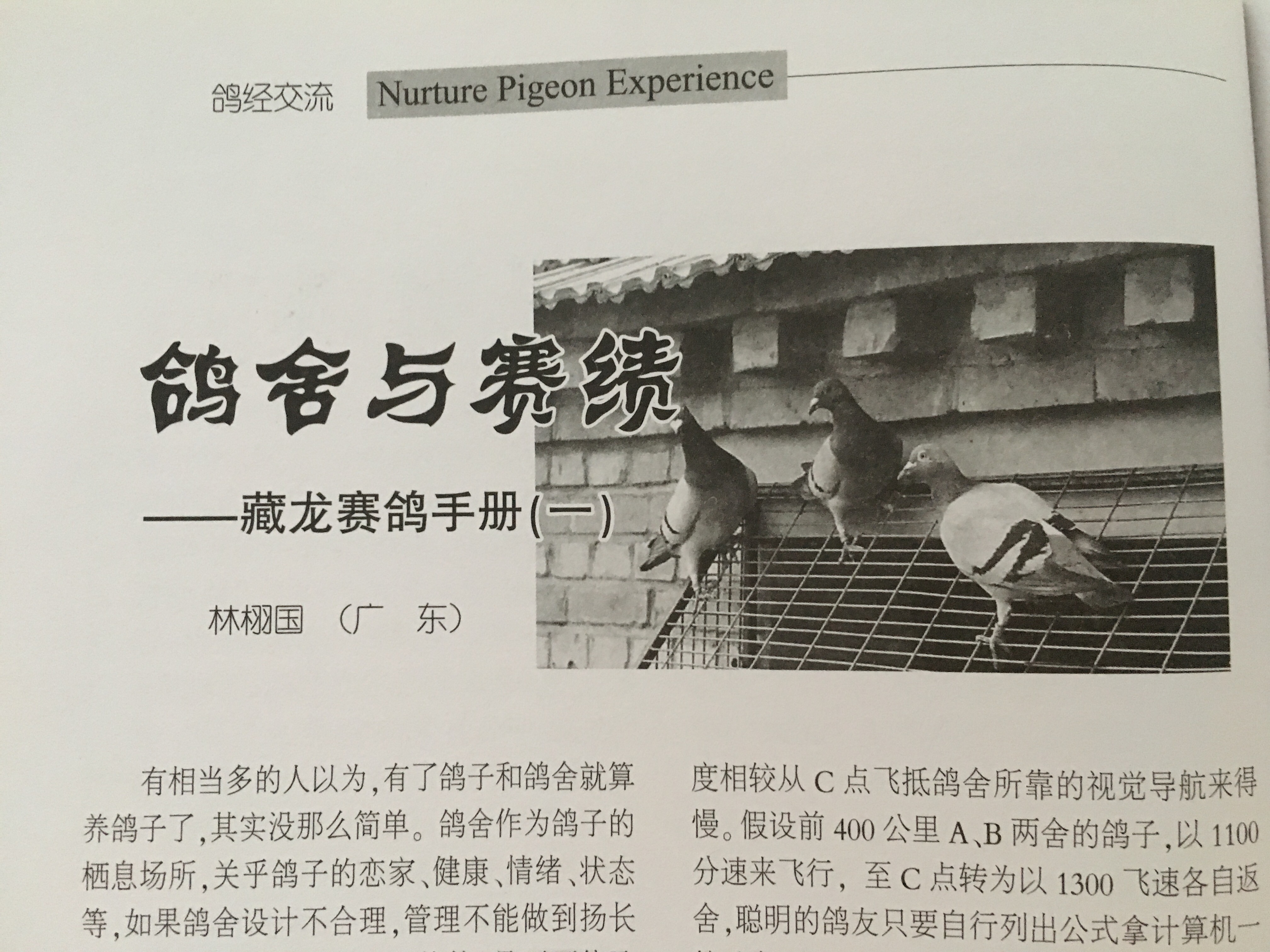 藏龙鸽语育种篇,藏龙鸽语配对育种篇