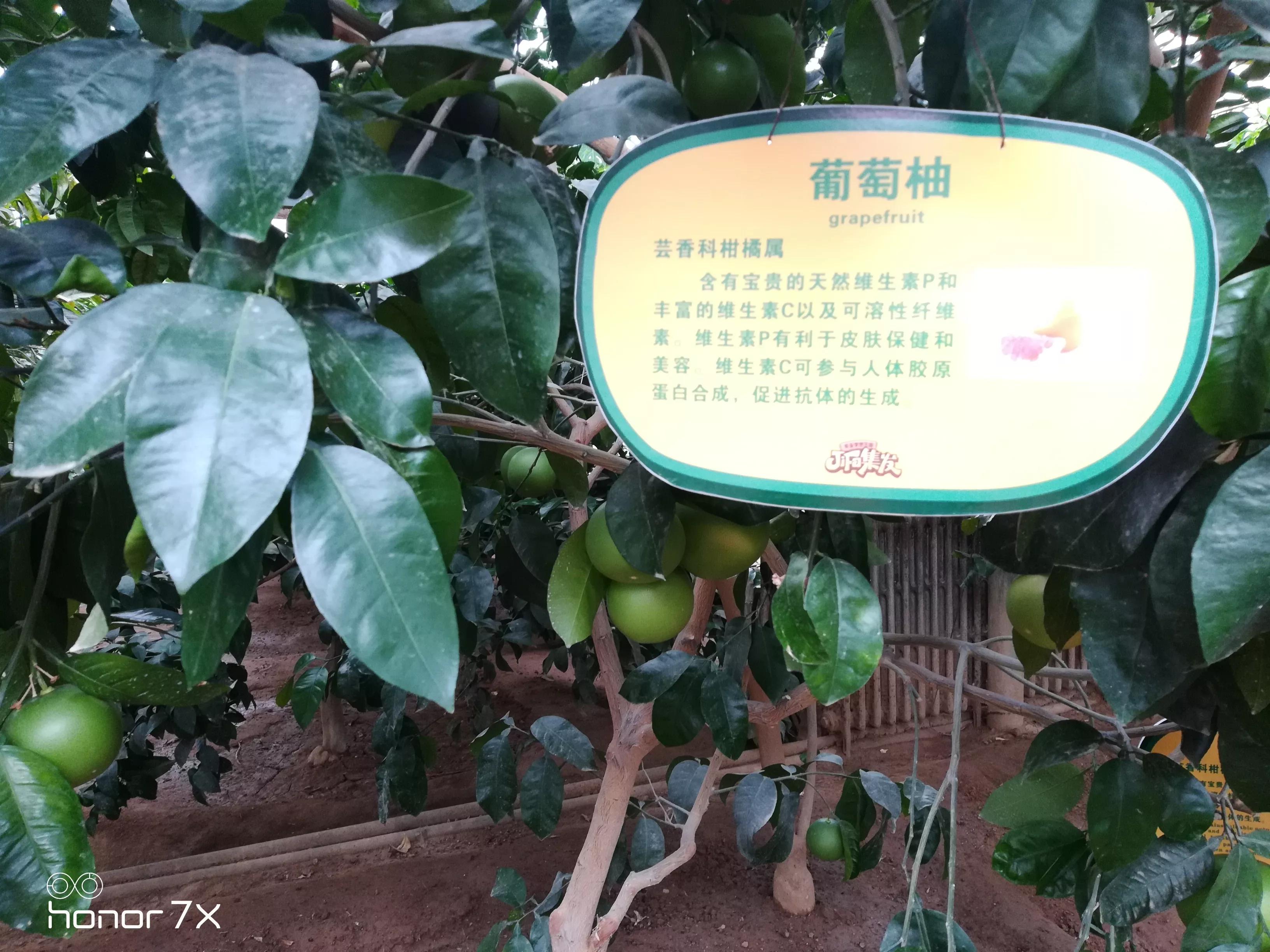 秦皇岛最大农业梦想王国,秦皇岛农业梦想王国图