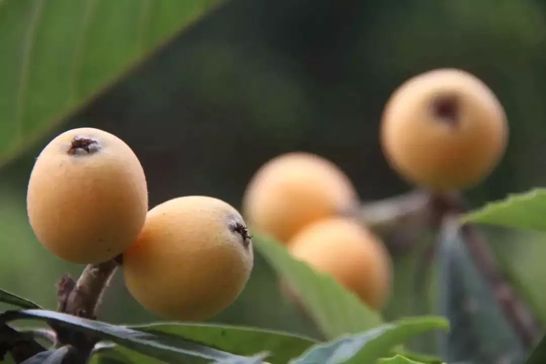 塘栖枇杷跟苏州东山枇杷哪个好吃,塘栖白沙枇杷和黄沙枇杷的区别