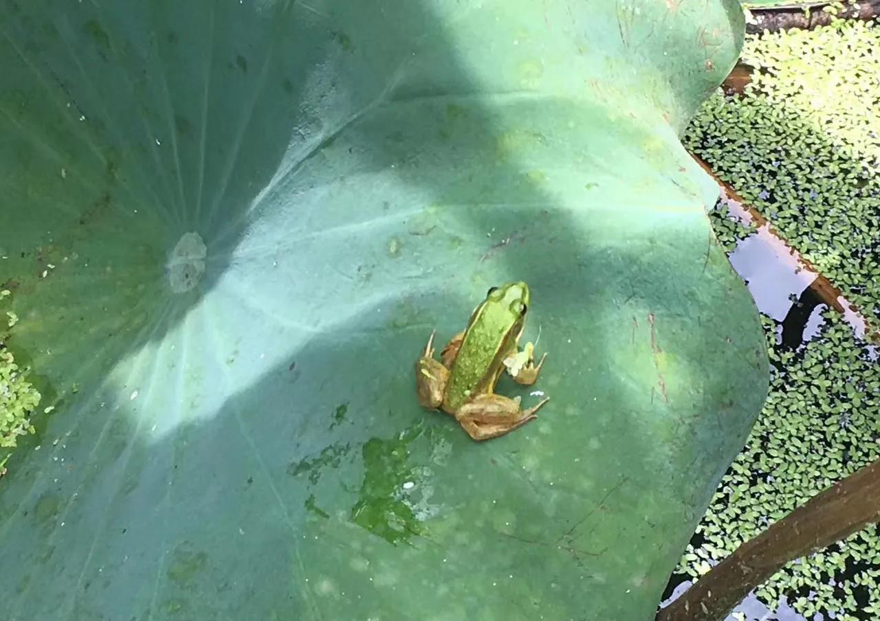 大美徽州宏村,世界最佳旅游乡村安徽宏村