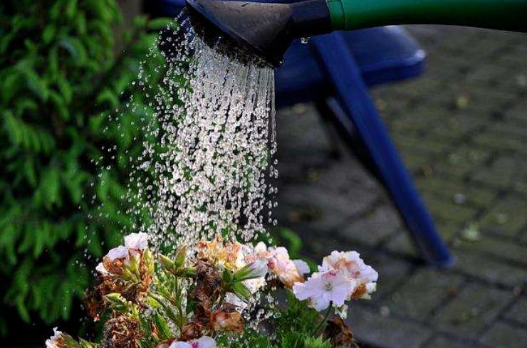 哪些废水可以浇花,生活废水怎么处理后可以浇花