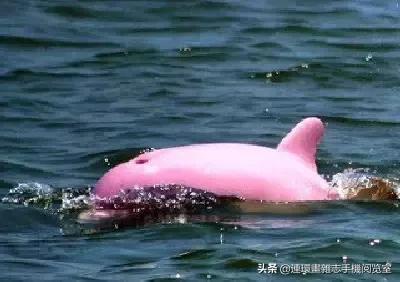 这60种罕见动物你见过几个,60种灭绝的动物