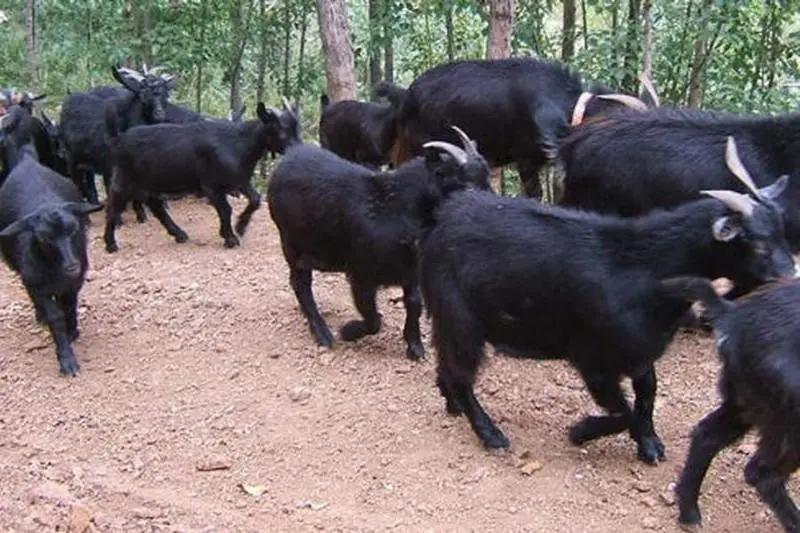 努比亚越来越火了,努比亚当年爆火的原因