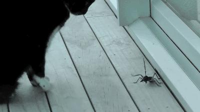 猫咪为啥吃虫子,猫咪为什么吃虫子