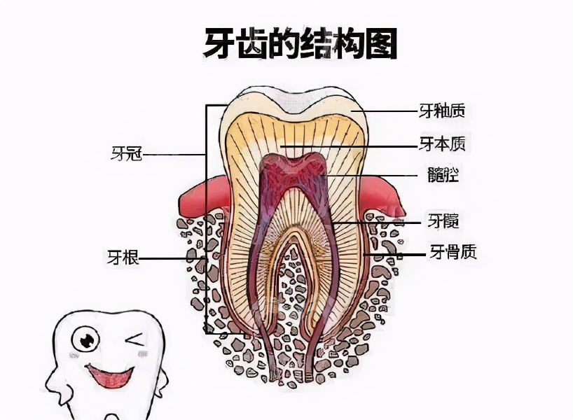 猫咪长蛀牙了需要拔掉吗,猫有蛀牙怎么处理最好