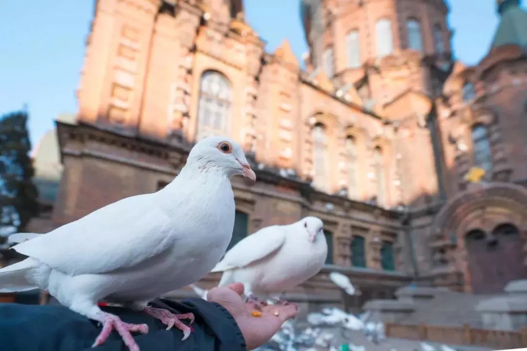 哈尔滨冰雪世界研学,新启元厦门暖冬研学营