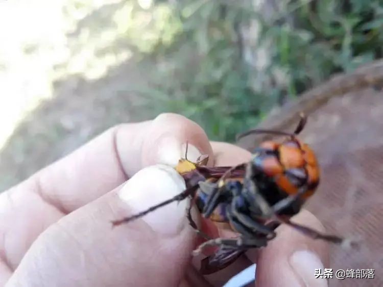 马蜂四处伤人视频,马蜂伤人最近的视频