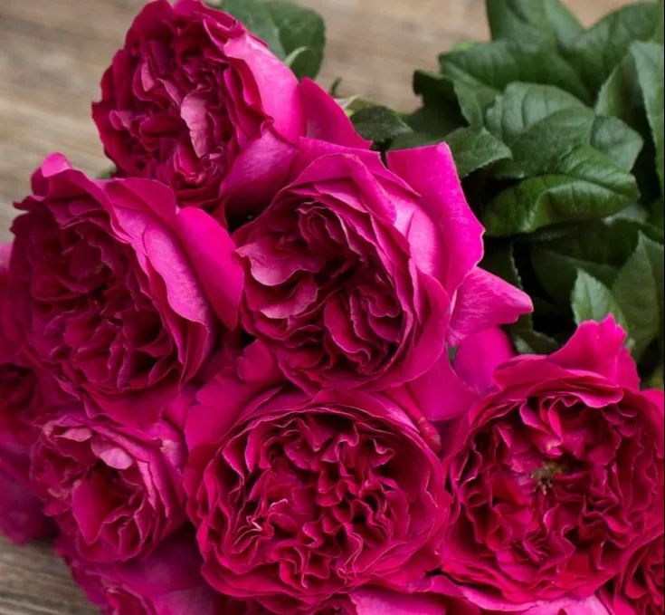 热销玫瑰,顶级进口玫瑰