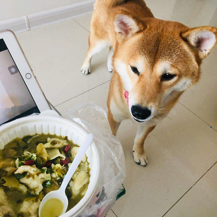 狗狗不吃饭怎么判断是否生病,狗狗拒食护食方法