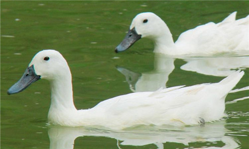 白鹭鸭中国哪里有,我国优秀鸭种