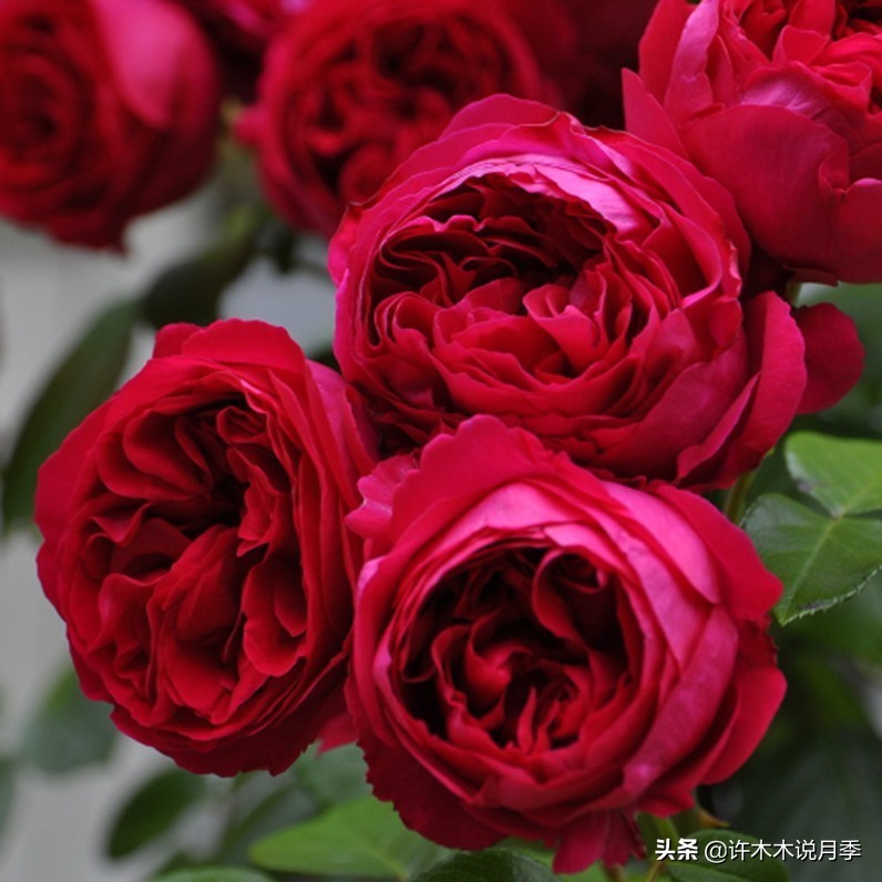 月季不停掉叶子怎么办？教你一招，光杆月季也能重新发芽开花。