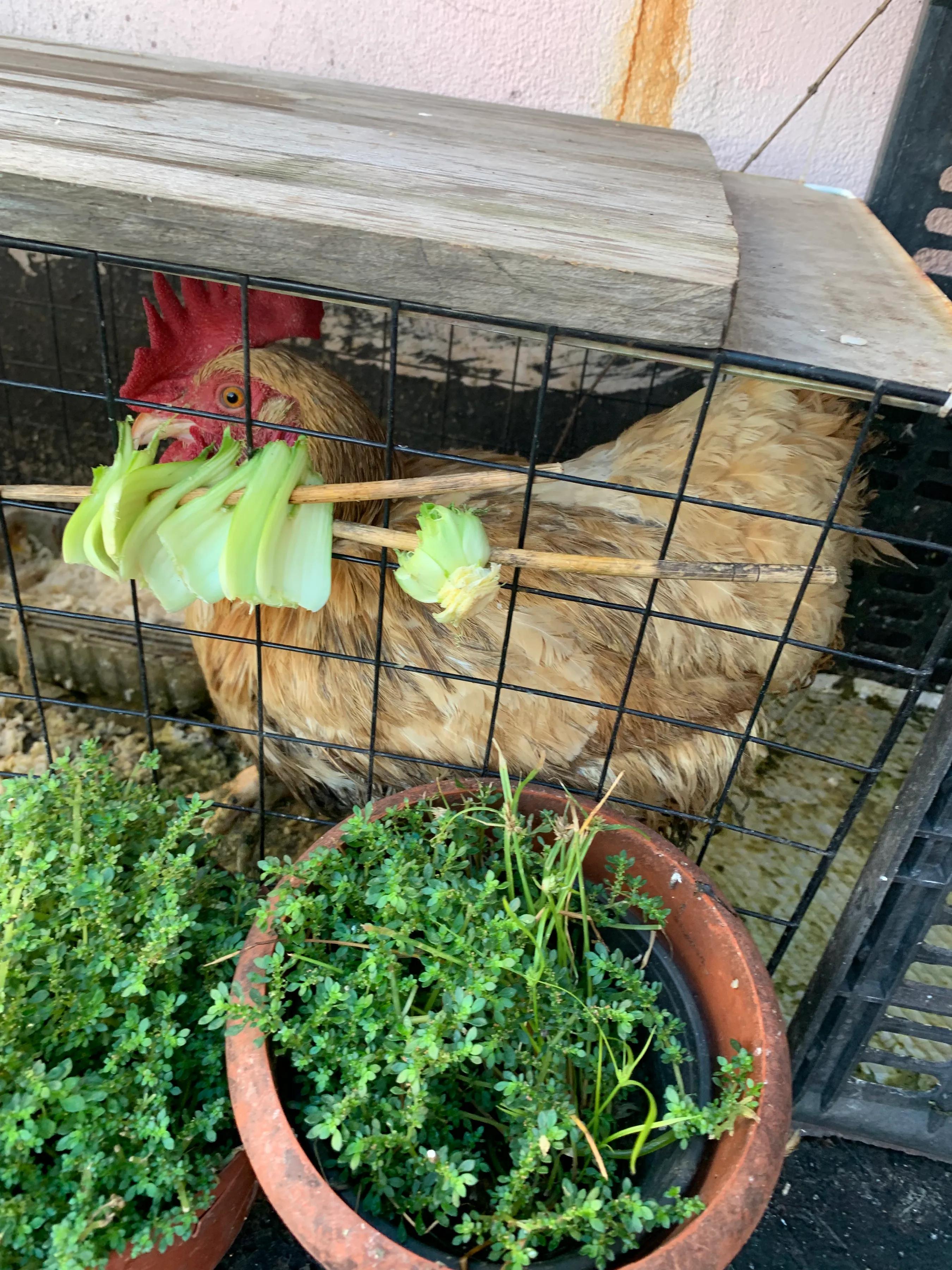 毛蛋出来的小鸡可以养活吗,毛蛋孵化出来的小鸡可以长大吗