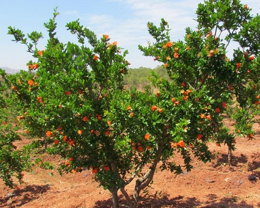 石榴应怎样种植?高产的软籽石榴有5项关键栽培技术