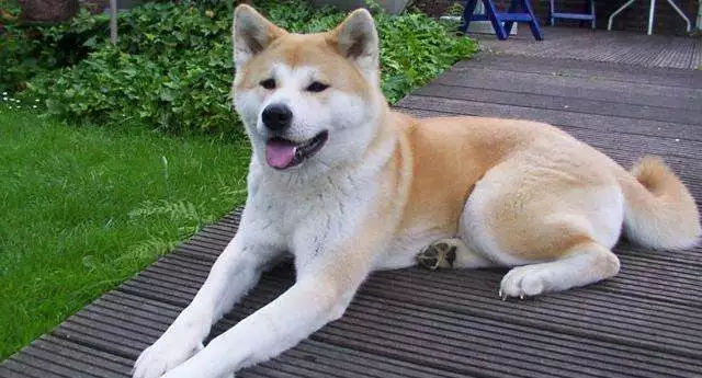 想养秋田犬快来看优缺点分析,想养狗狗幼犬最好养什么狗