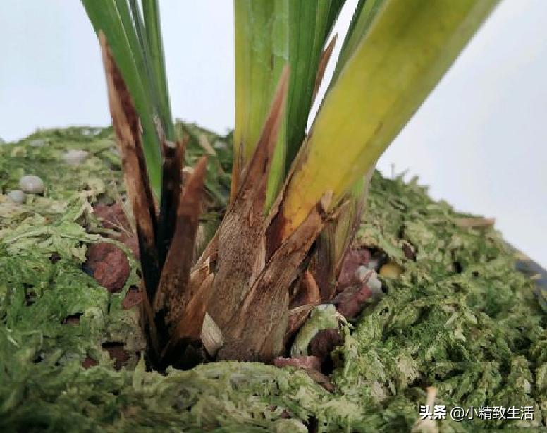 兰花用多菌灵注意什么,兰花生病可以用多菌灵