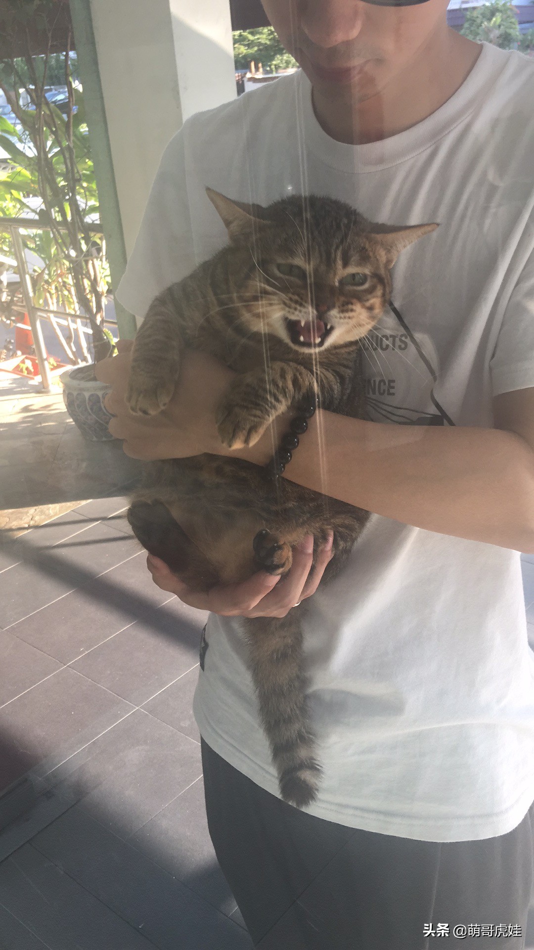 主人带大型犬狗去打针,给家里十几只猫打疫苗