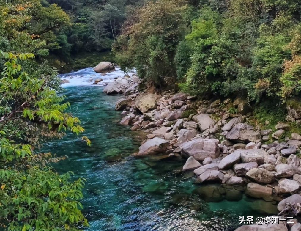 出租古茶树,古树茶地出租