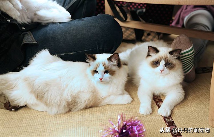 猫咪没胃口怎么办,猫咪没食欲用什么调理