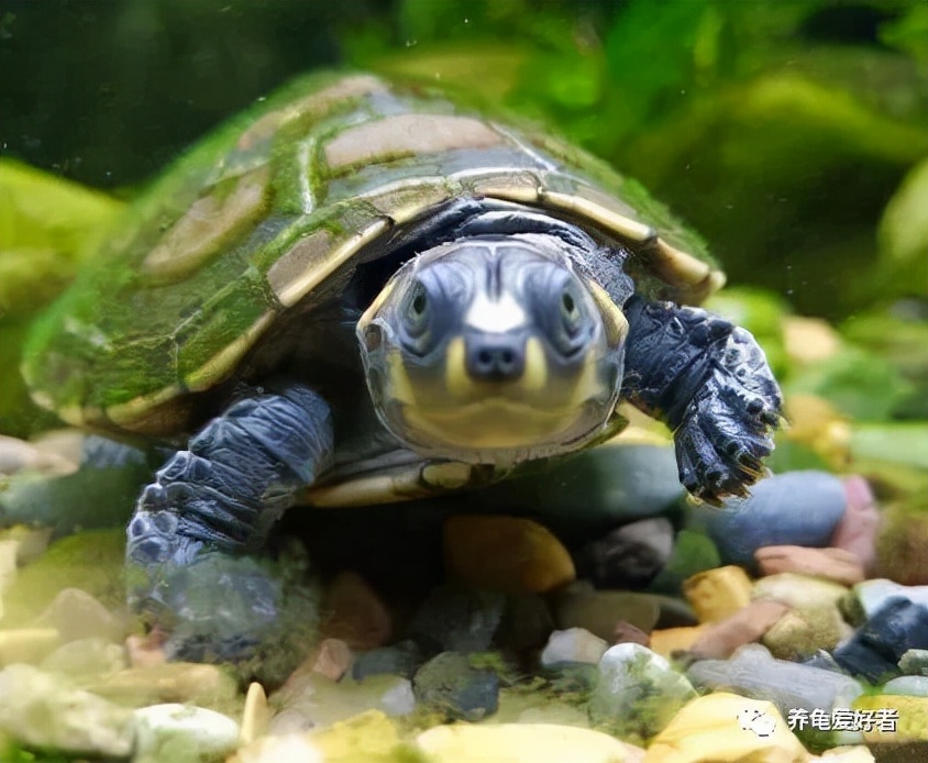 养龟的六要素,养龟要领