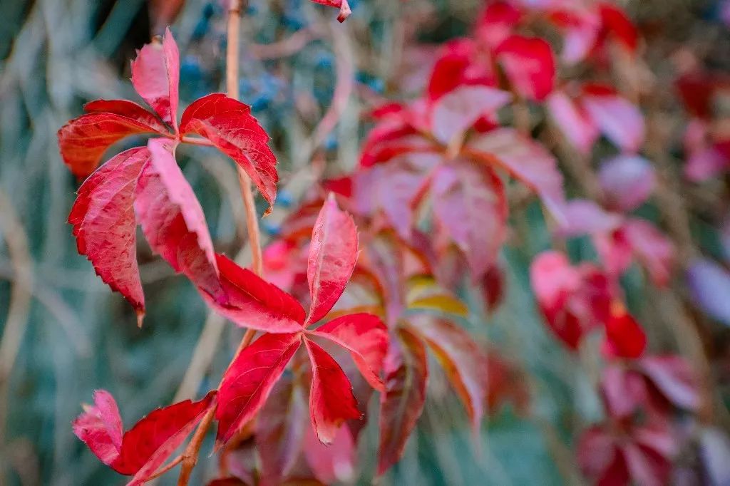一路遐思入初冬，美好如约而至——张裕卡斯特酒庄