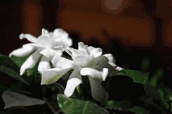 粿类的各种创新口味,潮汕各种粿的介绍