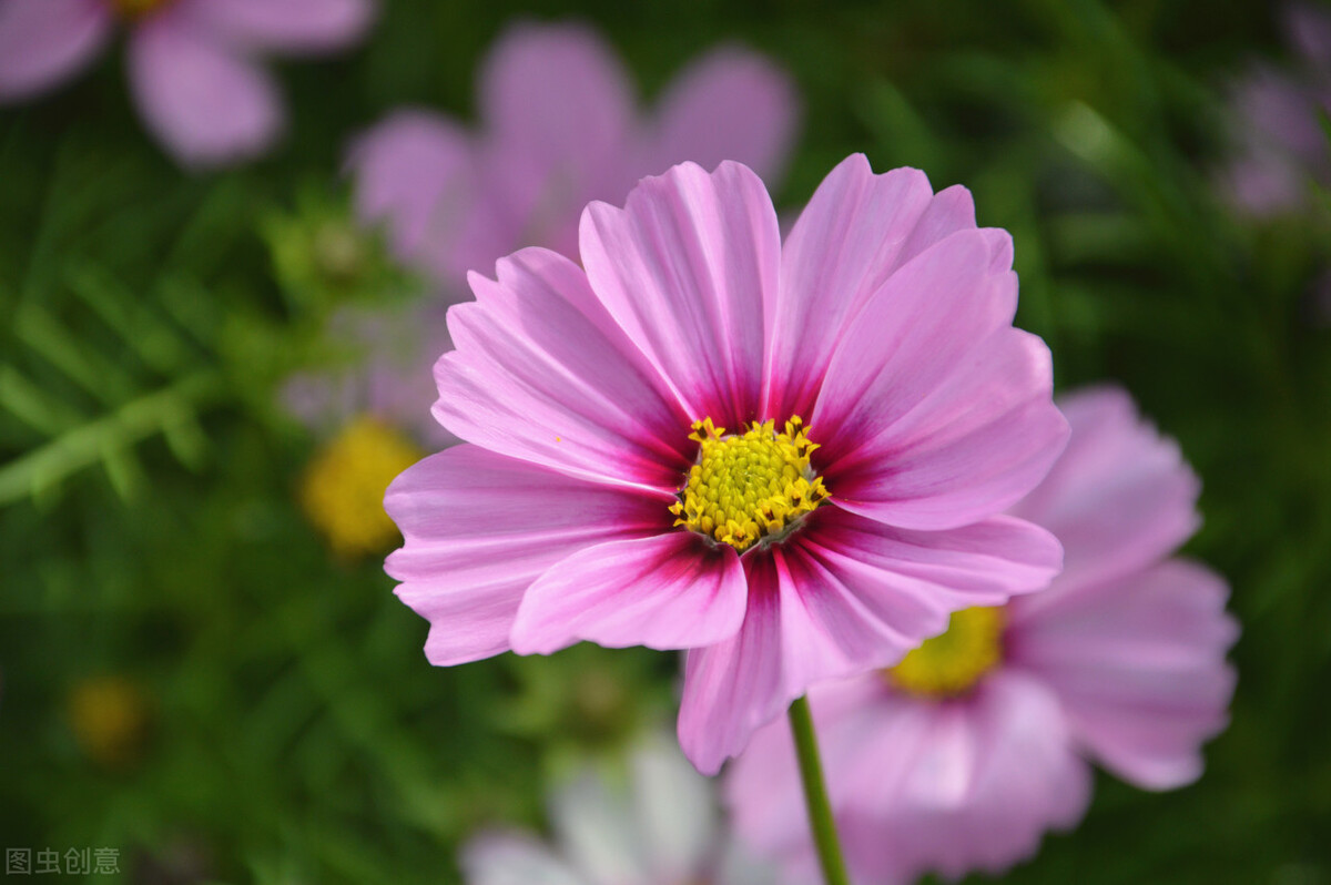 家中养4种花要当心,新手千万别碰这3种花