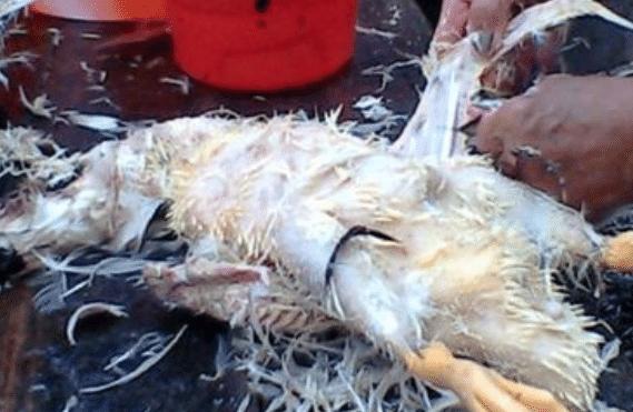 鸭毛怎么拔才会又快又干净,如何快速拔鸭毛小妙招