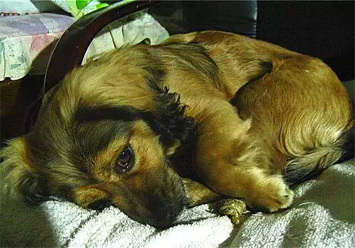 狗狗布氏杆菌病,狗狗感染布鲁氏杆菌有啥症状