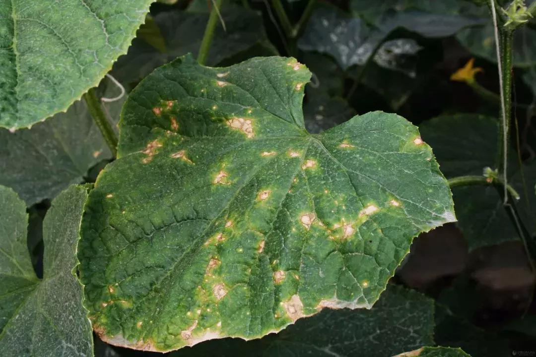 学会这一招,靶斑病不用愁,黄瓜“小黄点”轻松就搞定