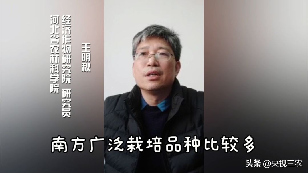 种油菜要选地合理,种油菜怎么种