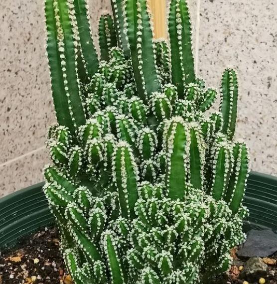 多肉万重山变软发黄补救方法,多肉万重山开花怎么办