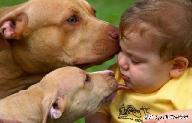 为什么狗狗喜欢舔你的脚拇指,为什么狗狗喜欢舔主人尿尿