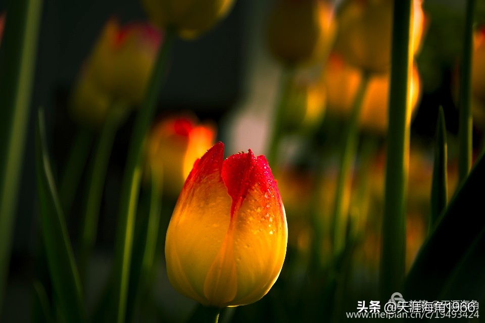 郁金香花语可以送给女朋友吗,郁金香花语的诗句