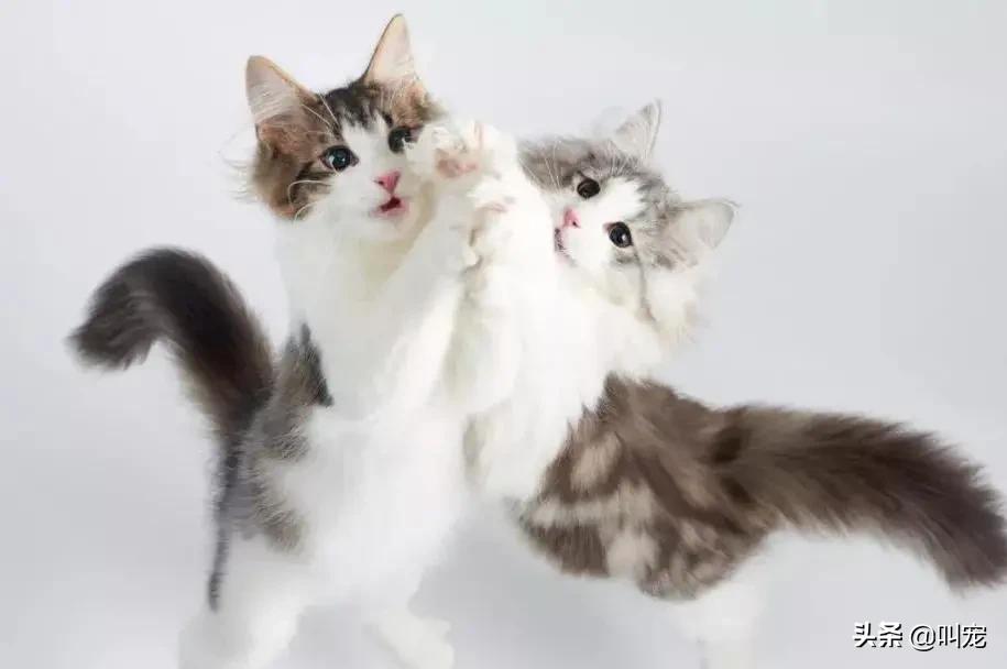 猫咪分离焦虑症的表现,猫咪分离焦虑是怎么形成的