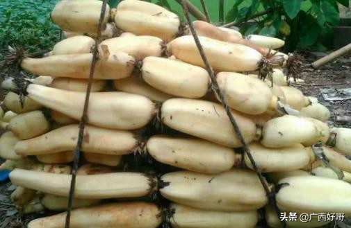 今天你吃藕了吗是什么意思,藕怎样吃才有营养